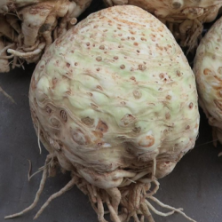 Seler Elena f1 10 000 nasion Primed Pellets ST